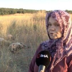 Vatandaşın başıboş köpek çilesi bitmiyor! Pendik'teki saldırılarda 5 koyun telef oldu