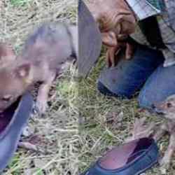 Ülkenin vicdanlı emmisi: Yavru çakala ayakkabısıyla su içirdi