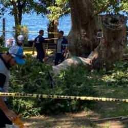 Kocaeli’de ağaç dalının altında kalarak hayatını kaybedenlerin sayısı 2'ye yükseldi