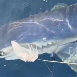 Balık&ccedil;ıların oltasına 2,5 metre boyunda, 100 kiloluk mavi k&ouml;pek balığı takıldı