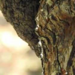 Bu sakızın fiyatı dudak uçuklatıyor! Kilogramı 15 bin TL'den satılıyor 