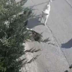 Bursa’da işe giden kadına sokak köpekleri saldırdı