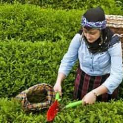 Çaykur'un ikinci sürgün yaş çay alımı 91 bin tona ulaştı
