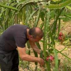 Üreticinin yüzünü güldüren meyve: Kilogramı 200 TL'den satılıyor 