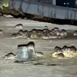 Sokakta onlarca fare cirit atarken görüntülendi