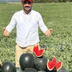 Kayısı zarar gördü, başka ürün yüz güldürüyor… Kilosu 3 liraya düştü