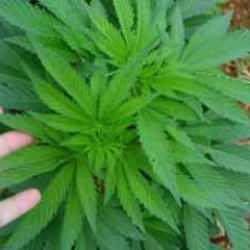 Kenevir serbest mi bırakıldı? DMM gerçeği açıkladı