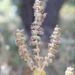 Köylüler bu bitki için nöbette! Kopara 557 bin lira ceza var