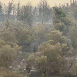 Sakarya'daki yangından geriye kalan acı manzara!