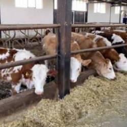 Şap hastalığına karşı önlem! Hayvan hareketleri 30 gün yasaklandı