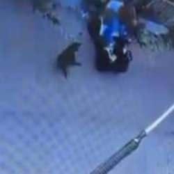 Sinop'ta sahipsiz köpeğin saldırdığı ATV aracının sürücüsü yaralandı