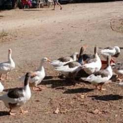 Sekizi telef olmuştu: Kümese kapatılan kazlardan haber var