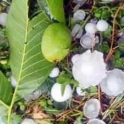 Mersin'de şiddetli dolu yağışı etkili oldu! Bahçeler hasar gördü 