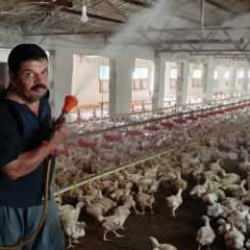 Aşırı sıcaktan bunalan 10 bin tavuğu serinletmek i&ccedil;in ilgin&ccedil; bir yol buldu