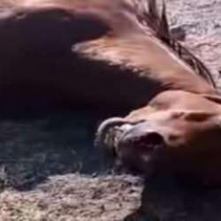 Yer: Ağrı! Atı tabancayla vurarak öldürdü