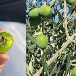 Zeytin üreticilerine ur gibi bela oldu! Verim kötü etkilenebilir