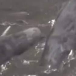 8.8'lilk deprem sonrası onlarca balina karaya vurdu