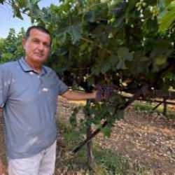 Üretici sevinçten havalara uçtu: En küçük salkımı 1 kiloyu aşıyor