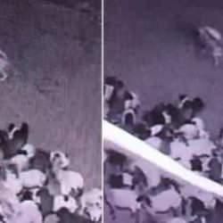 Ahıra giren kurdun sürüye saldırdığı anlar kamerada