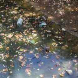 Antalya'da felaket! Endemik yüzlerce balık öldü