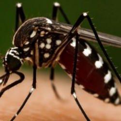 Prof. Dr. Özlü'den ‘Chikungunya’ virüsü açıklaması: Yakın bir tehdit söz konusu mu?