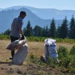 Sakarya'daki yangın sonrası temizlik yapıldı! Ormanda bulunanlar şoke etti