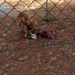 Şanlıurfa'da köpek dehşeti: Koruma altındaki 2 ceylanı telef ettiler 