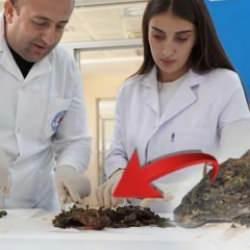 Şırnak'ta keşfedildi, bilim dünyası şaşkın! 3 ölümcül hastalığa karşı etkili