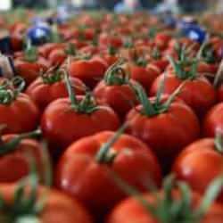 Yaş sebze ihracatı yılın ilk yarısında arttı!