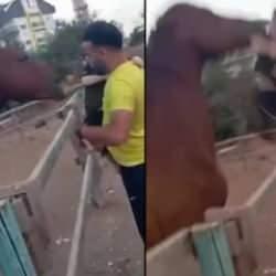3 yaşındaki çocuk atı sevmek isterken dehşeti yaşadı! Isırarak havaya fırlattı