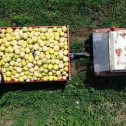 Çiftçinin yüzünü güldürdü! Kilosu 12 liradan satılıyor!