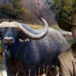 ABD'li milyoner, ava giderken av oldu! "Avcı katili" lakaplı hayvan pusuya düşürdü