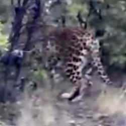 Antalya'da Anadolu parsı görüntülendi