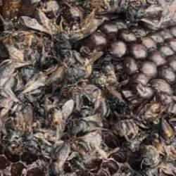 Bursa'da endişelendiren tablo: Milyonlarca arı yanarak telef oldu!