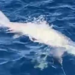 &Ccedil;anakkale a&ccedil;ıklarında balık&ccedil;ıların oltasına 6 metrelik k&ouml;pek balığı takıldı