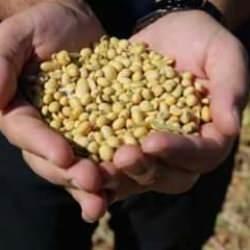 Çiftçiye yeni destek modeli: Soya ekene ek ödeme müjdesi