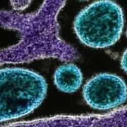 Çin’de chikungunya virüsü alarmı: Sivrisinek kaynaklı salgın büyüyor