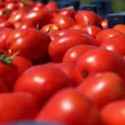 Domates üretimi en yüksek 10 ülke açıklandı! Türkiye, çoğu ülkeyi geride bıraktı