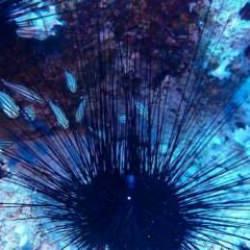 Ege Denizi'nde yeni tehlike: ‘Tehdit eder boyuta ulaştı'