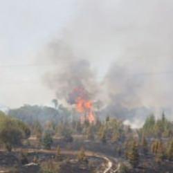 Kırklareli'nde ağa&ccedil;lık alanda yangın