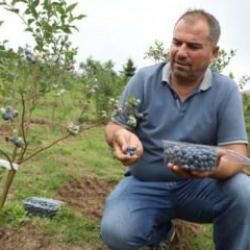 Çiftçinin yüzünü güldüren hasat: Kilogramı 500 TL'den başlıyor 