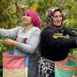 Ordu'da üreticilerin Fındık hasadı başladı!