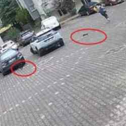 Şaşkına çeviren görüntü: Kediler, kadını evine kadar kovaladı