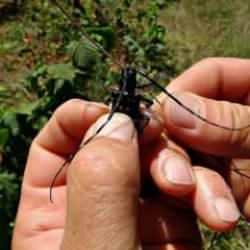 İtalya'dan geldi, binlerce bahçeyi kuruttu! "Biyolojik savaş veriyoruz"