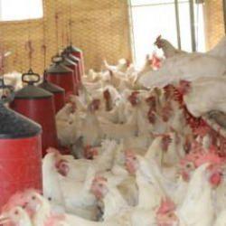 30 tavukla başladı, 1.700 tavuğa ulaştı! Bölgeye örnek oldu