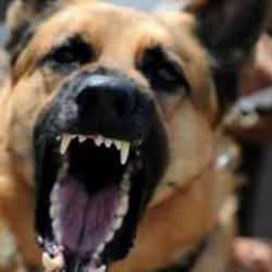 4 sokak k&ouml;peğinin saldırısına uğrayan adam silahına davrandı