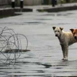 Hindistan'da başkent için yeni talimat...Sahipsiz köpekler barınaklara!
