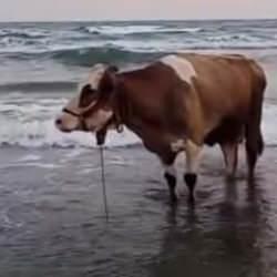 Balık değil inek: Kavurucu sıcaktan bunalıp denize girdi