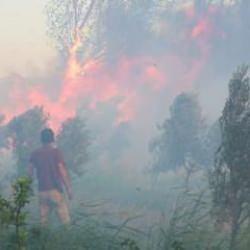 Burhaniye’de sazlık yangını paniğe neden oldu