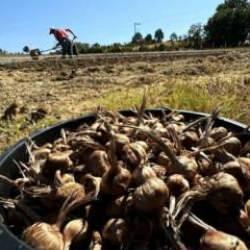 Dünyanın en pahallı baharatı Safran toprakla buluşuyor